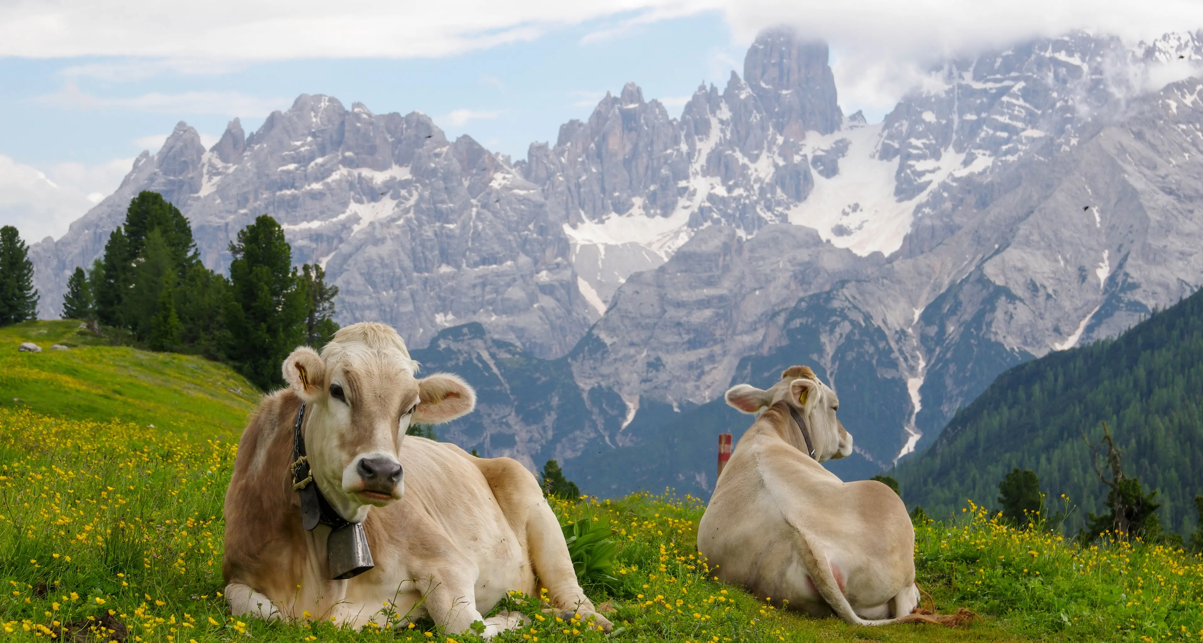 Alpe di Siusi, attimi di paura: turisti aggrediti dalle mucche