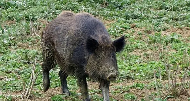 Auto contro il cinghiale, la Provincia chiamata in causa dall’assicurazione paga