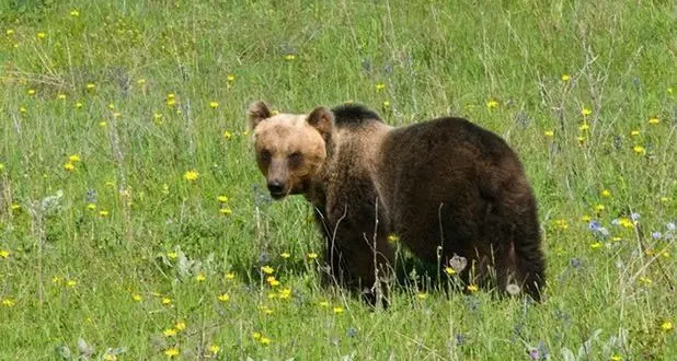 Animalisti preoccupati: «La Provincia vuole catturare l'orso M91, e una volta dotato di radiocollare...»