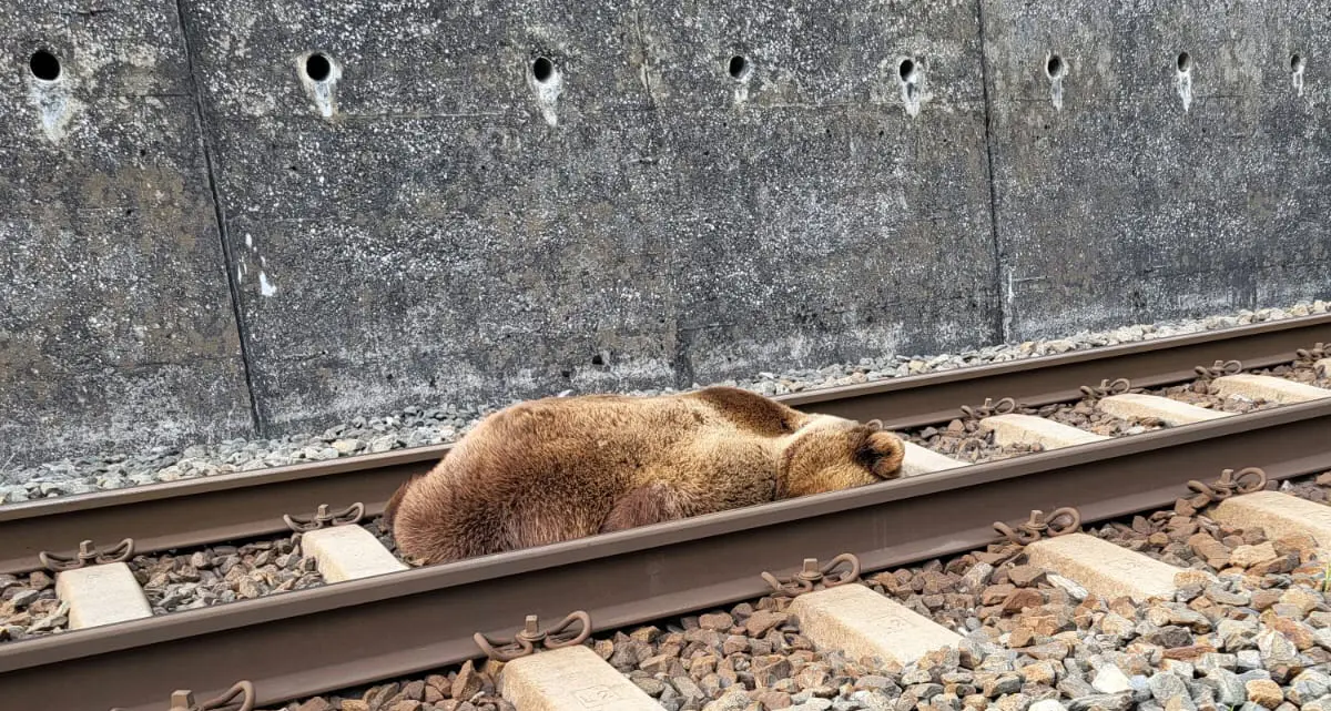 Orso travolto e ucciso da un treno in Austria: in corso le analisi sul dna