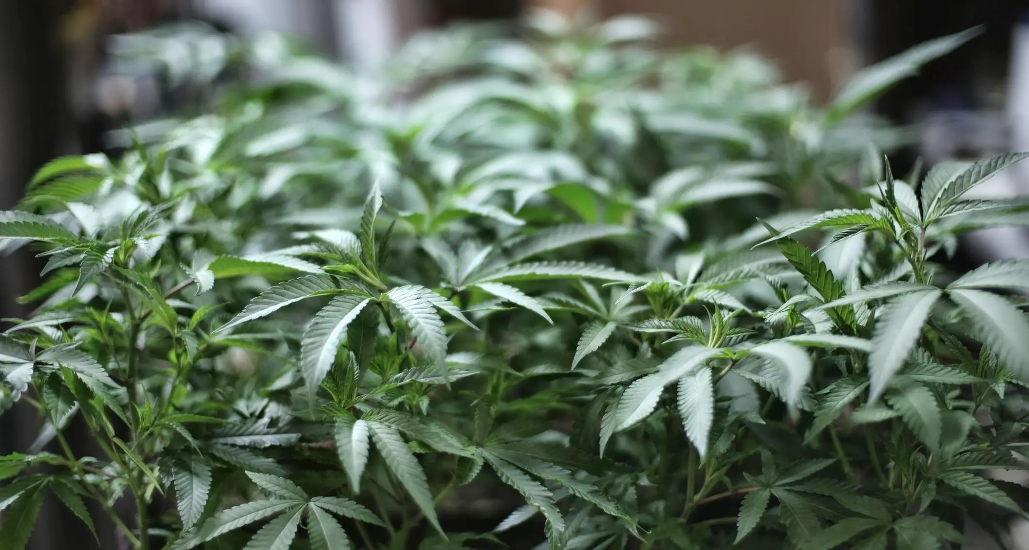 Coltivava la marijuana in casa: spacciatore o malato che si curava?