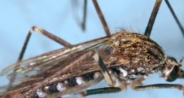 West Nile: a Padova primo caso infezione nel 2022