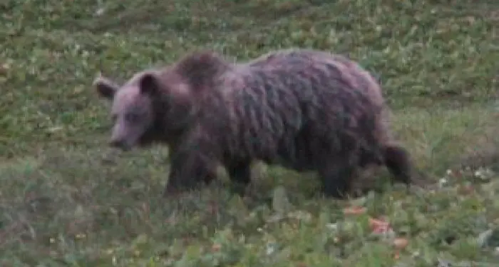Orsa uccisa a fucilate in val Bondone, due cacciatori andranno a processo