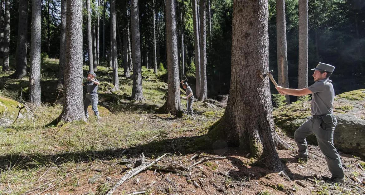 Lotta al bostrico, l'obiettivo è di rimboschire altri 200 ettari di foresta nel 2023