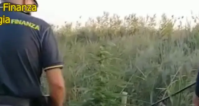 Cannabis:ok testo base,via libera a mini-coltivazioni a casa