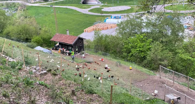 Pieve di Bono, il ritorno dei ladri di galline: rubati trenta esemplari, un colpo da esperti con spegnimento delle videocamere