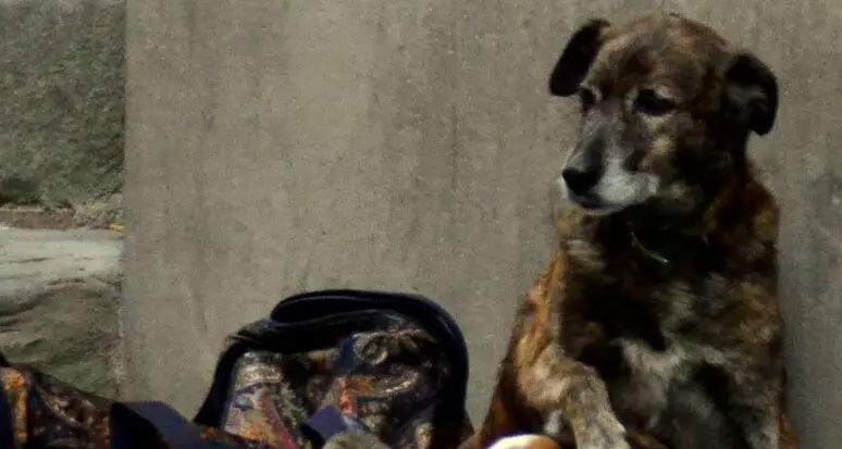 Stop all’elemosina con i cani: cadono le tutele che bloccavano i sequestri