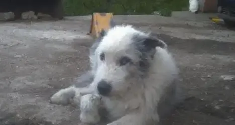 Brentonico, i lupi uccidono Vispo, il cane della malga: «Adesso abbiamo paura per i nostri bambini»