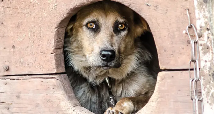 Legare il cane alla catena sarà vietato dalla legge: la proposta della giunta sarà in vigore dal 2023