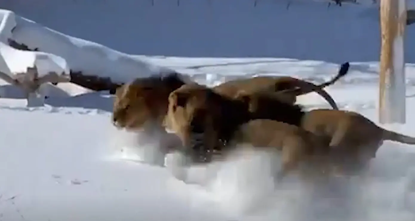 I leoni scoprono la neve e si divertono come matti
