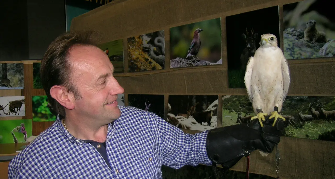 Il consiglio provinciale autorizza l’allevamento di rapaci e la falconeria: proposta di Cavada, sdegno della Lipu