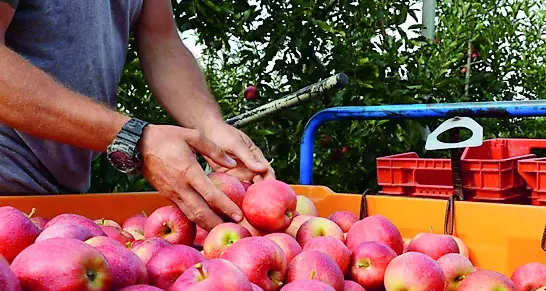 Lavoratori stagionali senza green pass in agricoltura: piano straordinario di vaccinazioni o tamponi, con Provincia e cooperazione