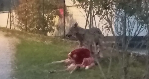 Paura a Noriglio: il lupo sbrana un cervo sulla porta di casa