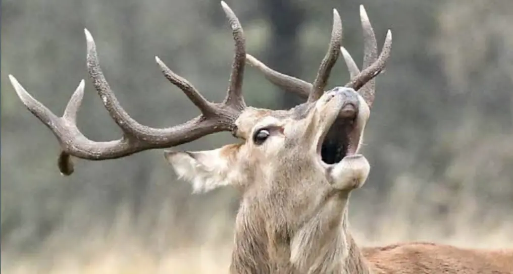 Cervi, caccia nel parco dello Stelvio per ridurne l’impatto: ogni anno se ne potranno abbattere 400