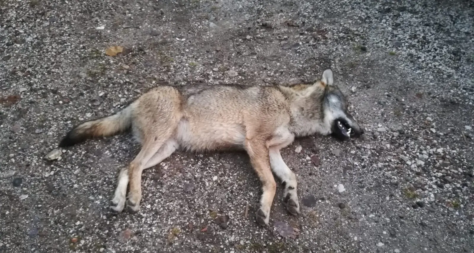 Un altro lupo investito e ucciso a Lagolo, il quinto episodio in quindici giorni