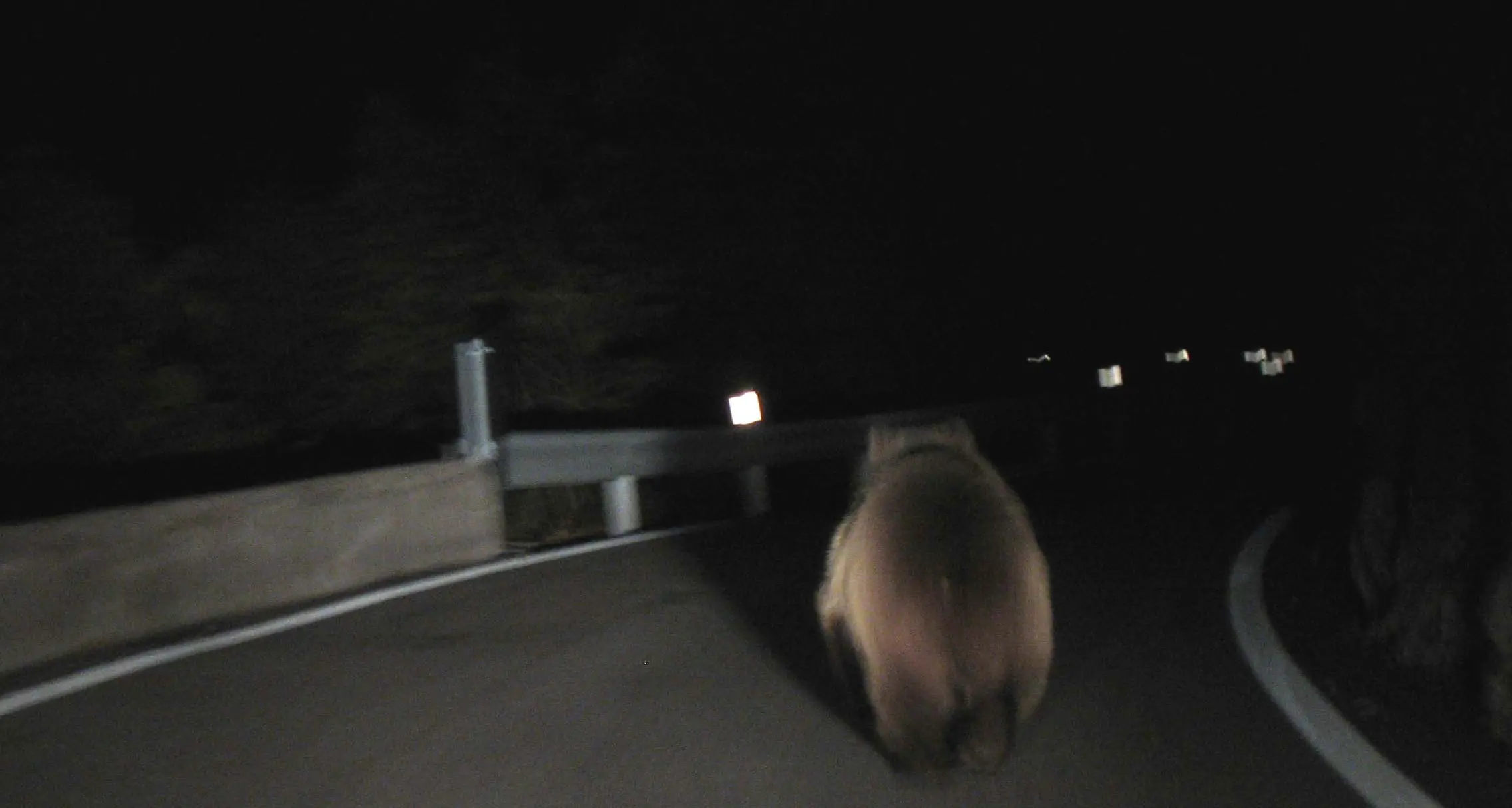Stop agli indennizzi se investite un orso: i danni da oggi a carico vostro