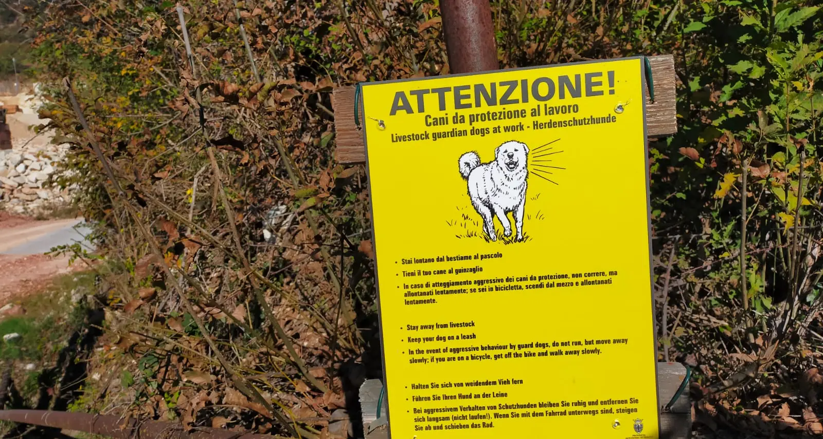 Cani da pastore a guardia delle greggi, un lettore ci racconta la sua (brutta) esperienza