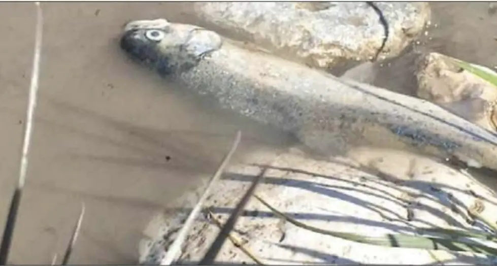 Ricorso dei pescatori per il \"taglio\" dell'acqua: continua il braccio di ferro con la Provincia