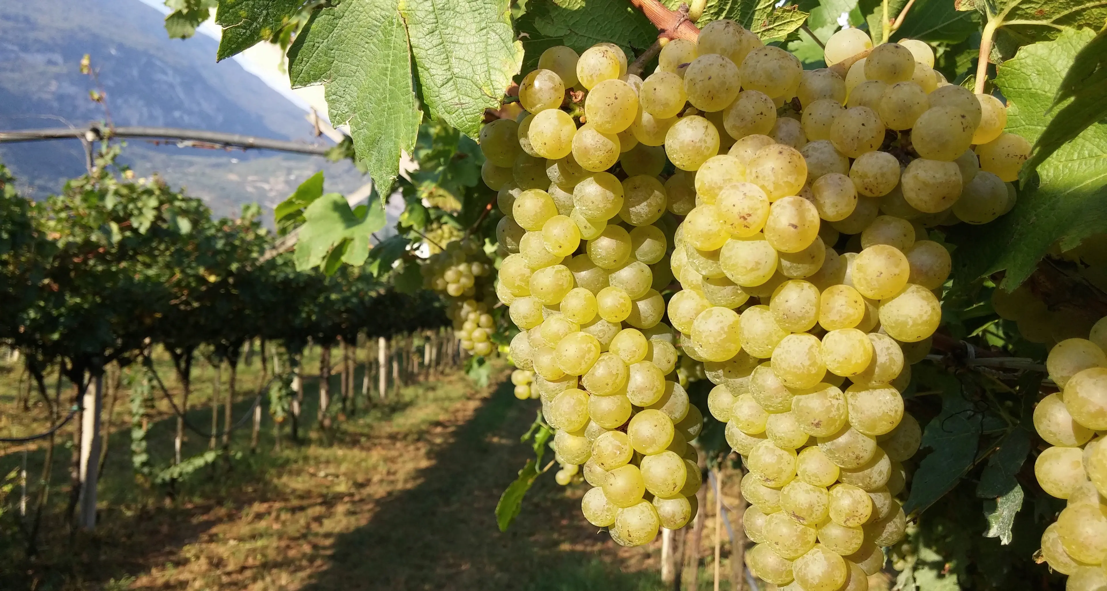 Ferrari da oggi in vendemmia: «Ci aspettiamo uve di qualità»
