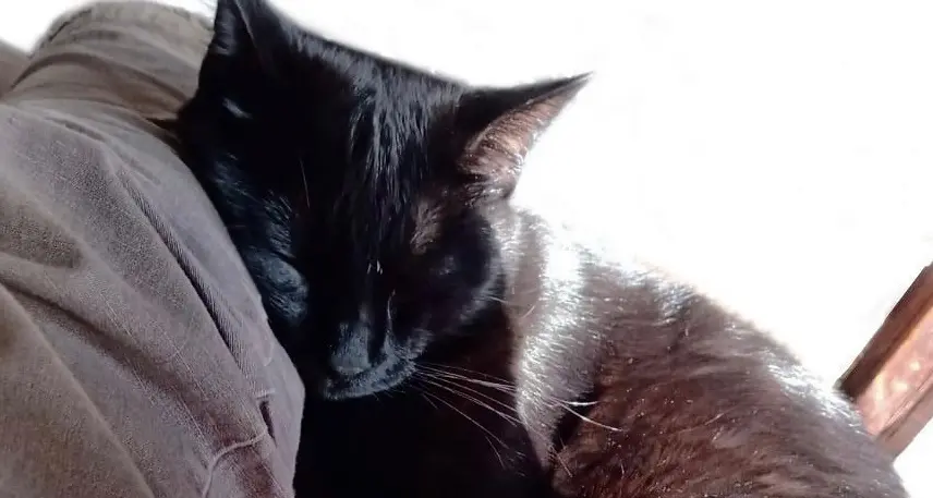 A Margone di Vezzano bocconi avvelenati, e i gatti rischiano di morire: si indaga