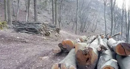 Il bosco della Marzola sacrificato per i 29 tralicci dell’elettrodotto