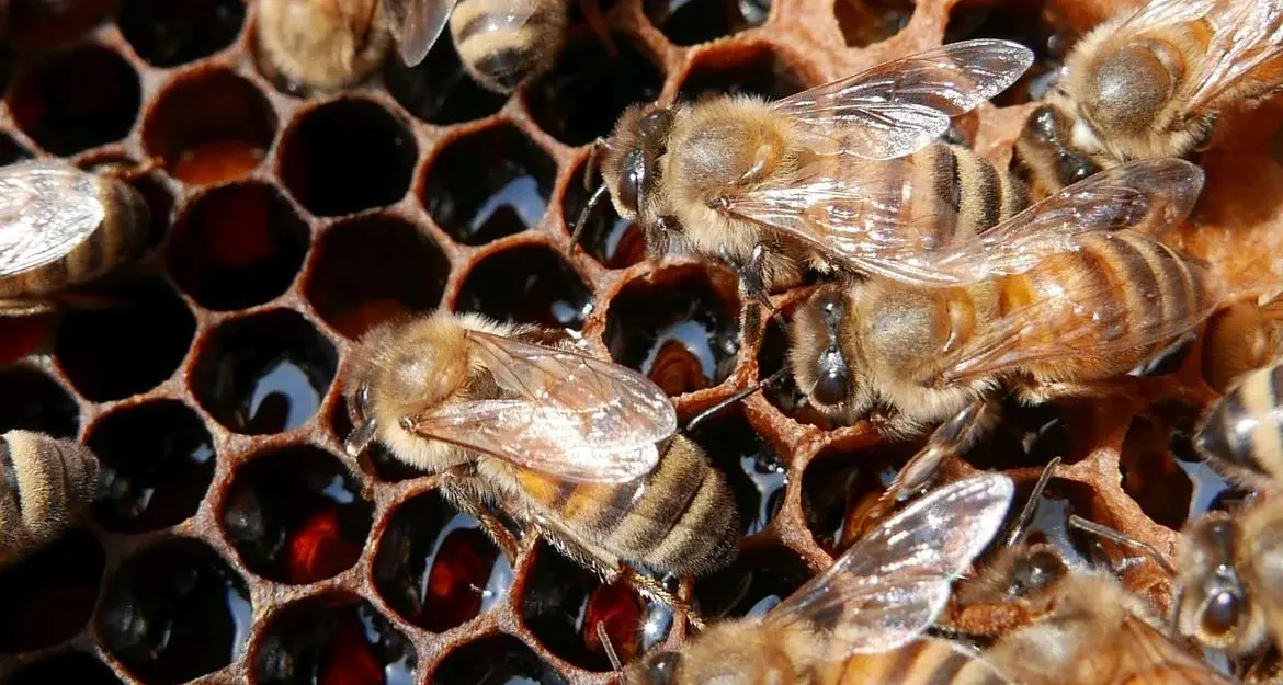 Ape mellifera selvatica, un passo avanti per la sua salvaguardia