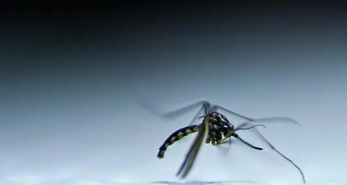 Rapporto Ue: il rischio dengue aumenta col cambiamento climatico