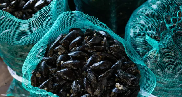 Epatite A: allevatori di cozze, 'bene controlli ma attenti agli abusivi'