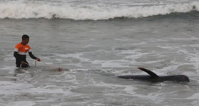 Australia: morti 50 dei cetacei arenati, soccorsi per altri 45