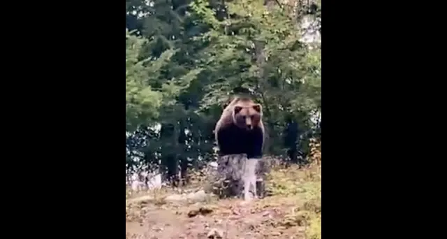 Orso M90: sindaci Val di Sole, 'fatto ciò che si doveva fare'