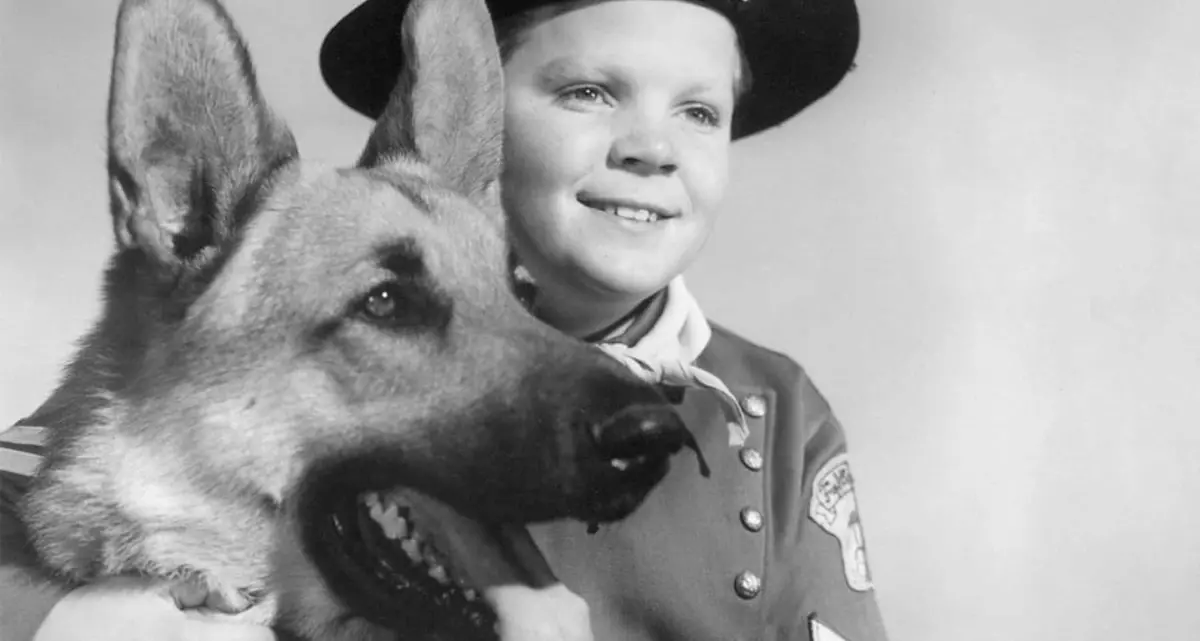 Trento, in Comune si litiga su Lassie e Rin Tin Tin: Fratelli d’Italia voleva cartelloni in vie e piazze dedicati ai cani «famosi»