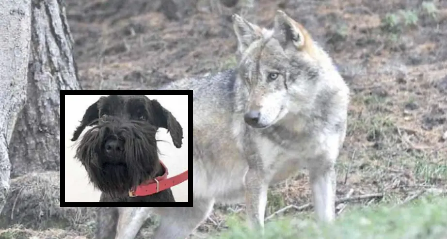 Val di Sole, cane aggredito in giardino e portato via da un lupo