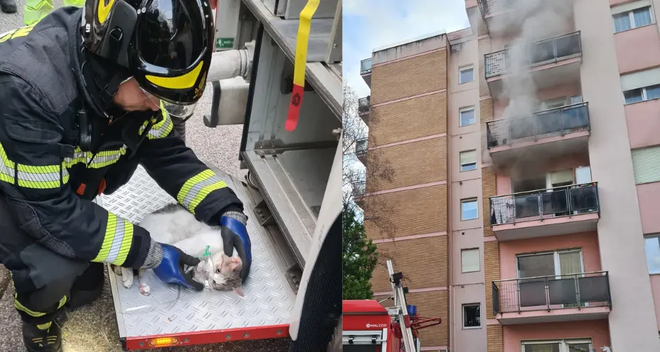 Appartamento in fiamme, i vigili del fuoco di Bolzano salvano due gatti che avevano perso i sensi