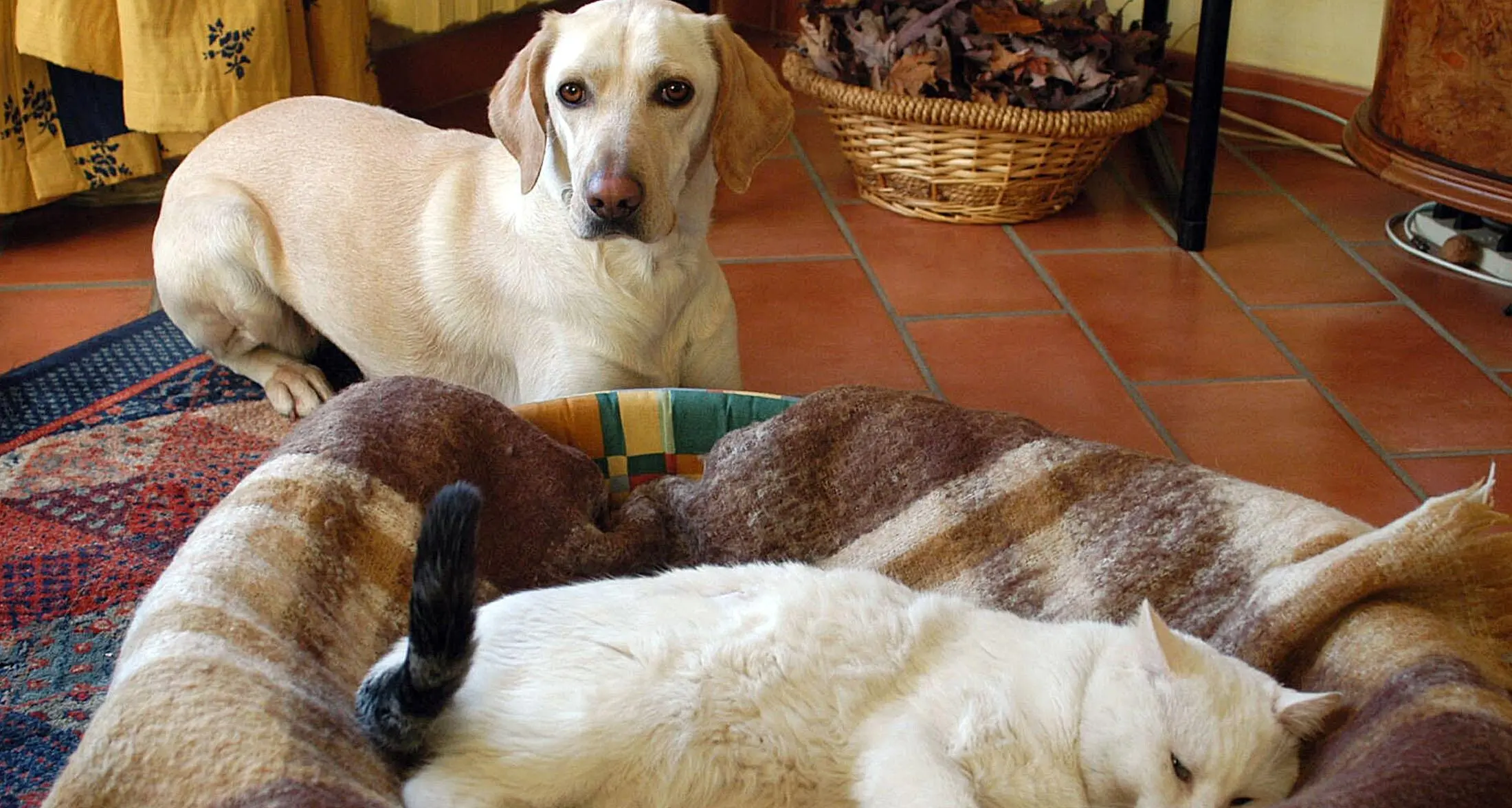 Assicurazione sanitaria per cani e gatti: un boom in Italia: ecco i consigli per scegliere la polizza