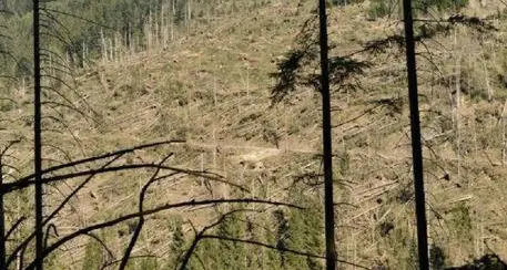 Filiera del legno locale: 345 aziende e un fatturato che nel 2021 è stato di 386 milioni euro. Tutti i numeri