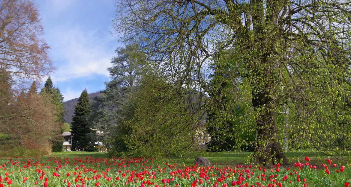 Tulipani per tutti i gusti: in aprile al Parco asburgico di Levico una «invasione» fiorita
