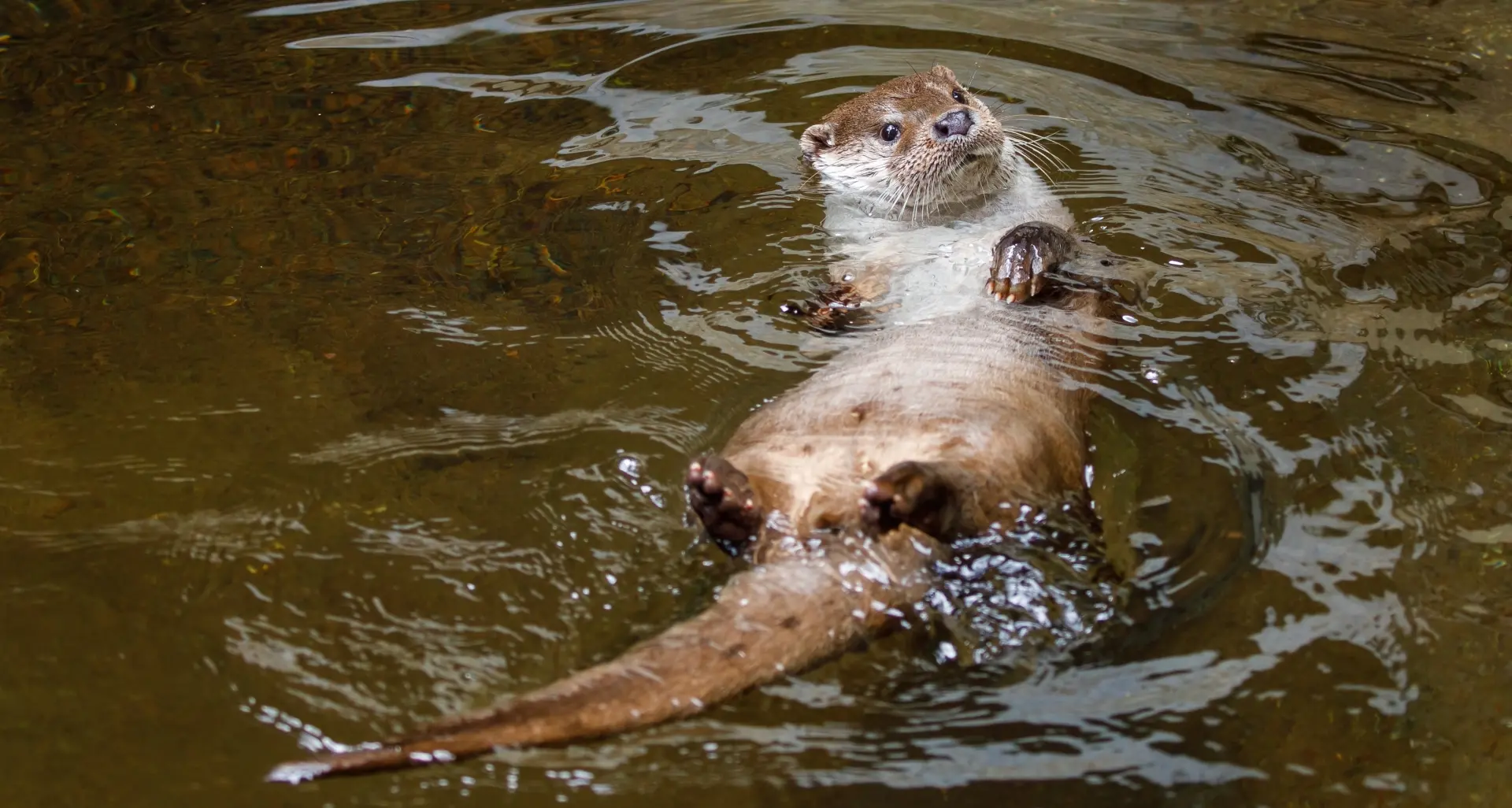 Era scomparsa, sta ritornando: la lontra nei nostri torrenti, una conferenza al Muse per scoprire questo animale