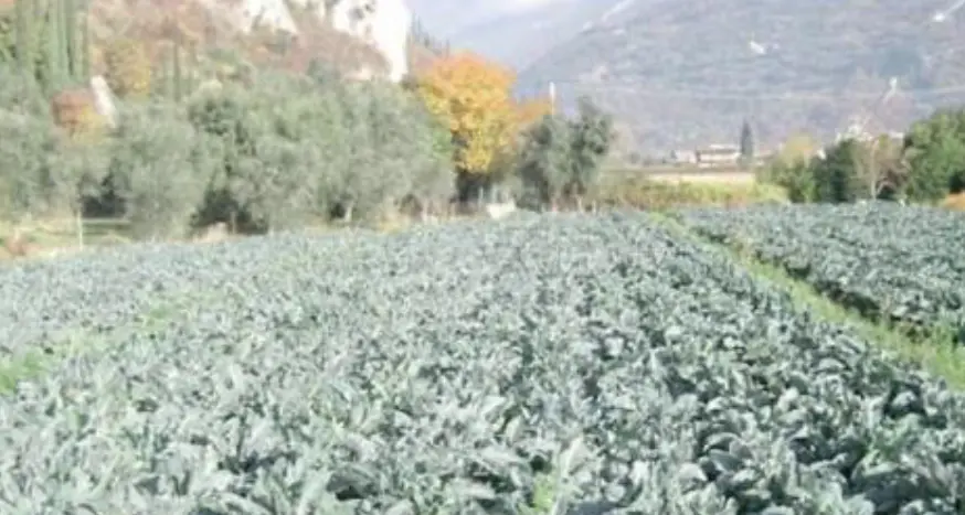 Il \"figlio del vento\" ha superato la crisi: il broccolo di Torbole super richiesto