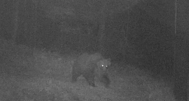 L'orso del Vanoi si è spostato nel Feltrino: immortalato dalla fototrappola sul monte Roncon
