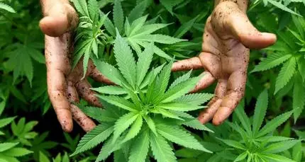 Coltiva cannabis per fare biscotti, assolto insieme al socio della startup