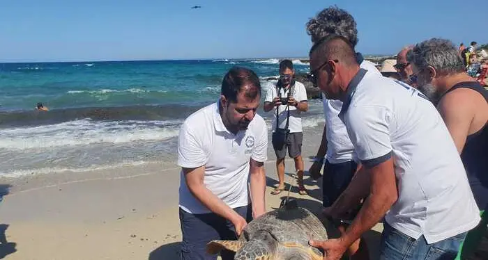 Puglia, tartaruga salvata da pescatore torna in mare con un dispositivo satellitare