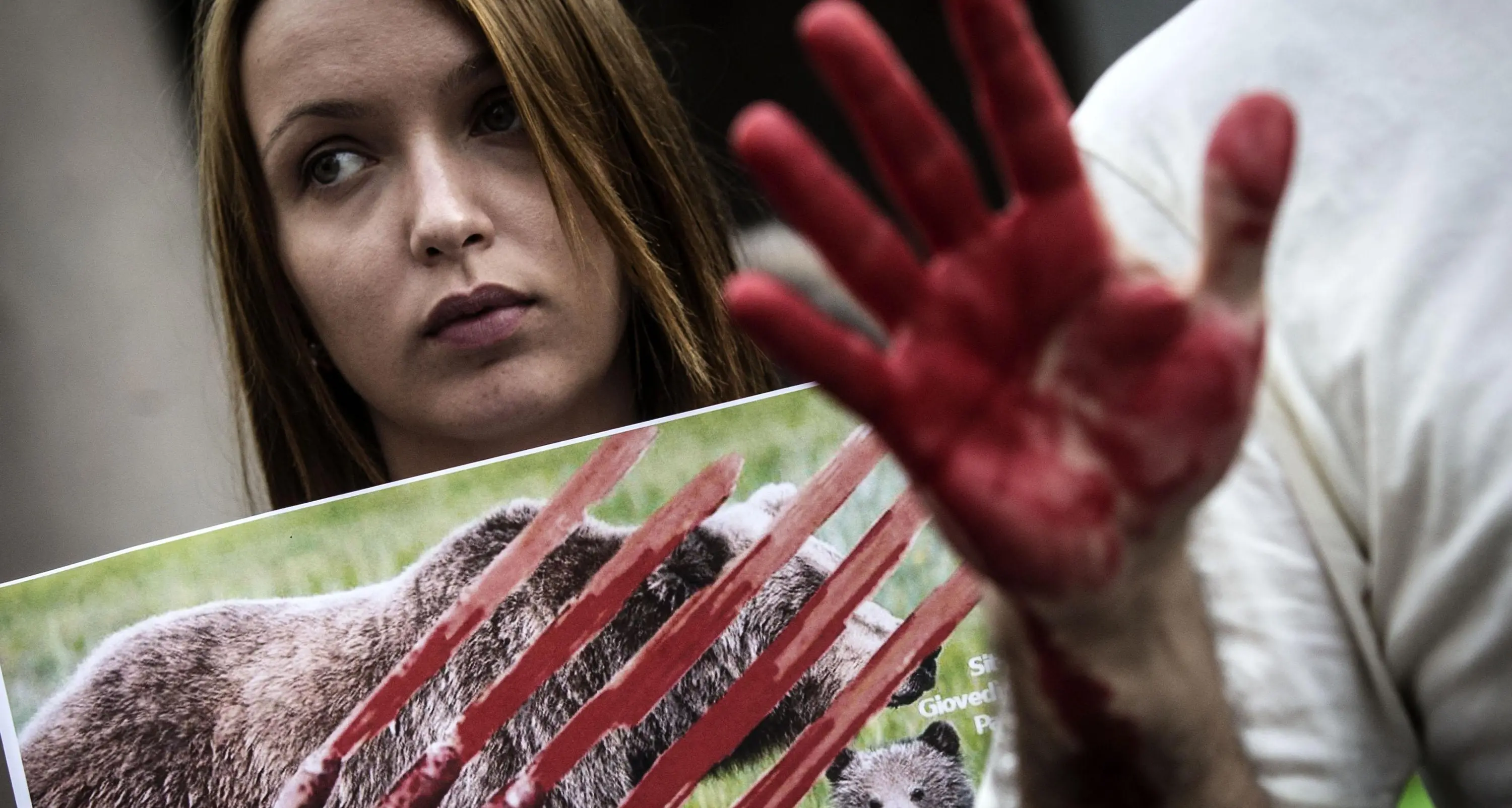 Orsa F36 trovata morta: dopo otto mesi la Provincia non sa dire perché ed in Tribunale porta il referto di un altro orso