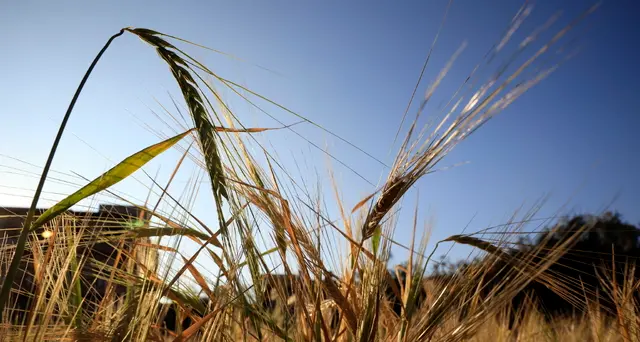 Manovra: vola al 58% il credito d'imposta Zes unica per l'agricoltura e la pesca