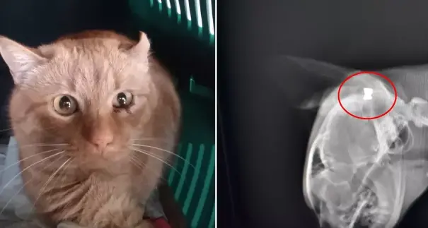 Un gatto con un proiettile in un occhio, «e a Luserna ne sono spariti molti altri»
