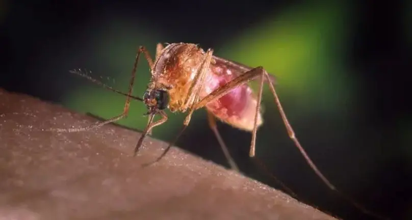 West Nile: Iss, da inizio anno 582 casi in Italia, più del 2024