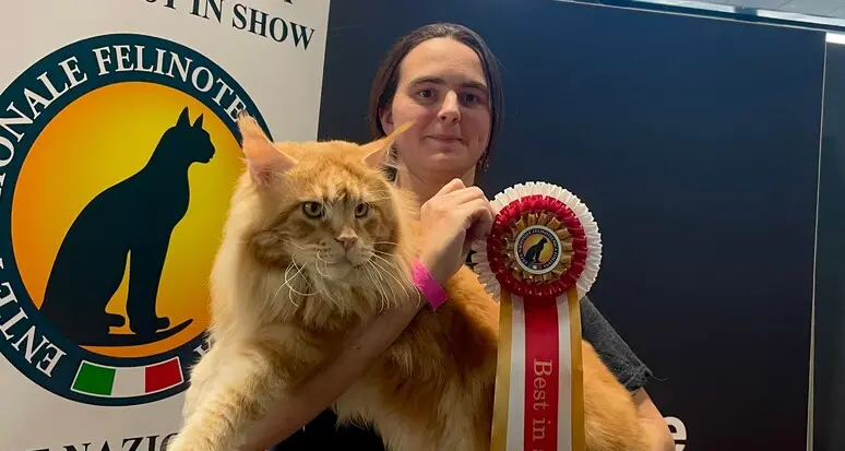 Si chiama Tornado il gatto più bello del mondo: re indiscusso dell'Esposizione Felina di Bolzano