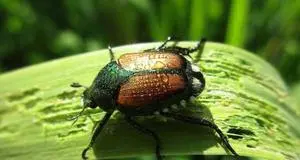 Scarabeo giapponese intercettato in Trentino per il terzo anno, ma per ora si tratta di “incursioni”
