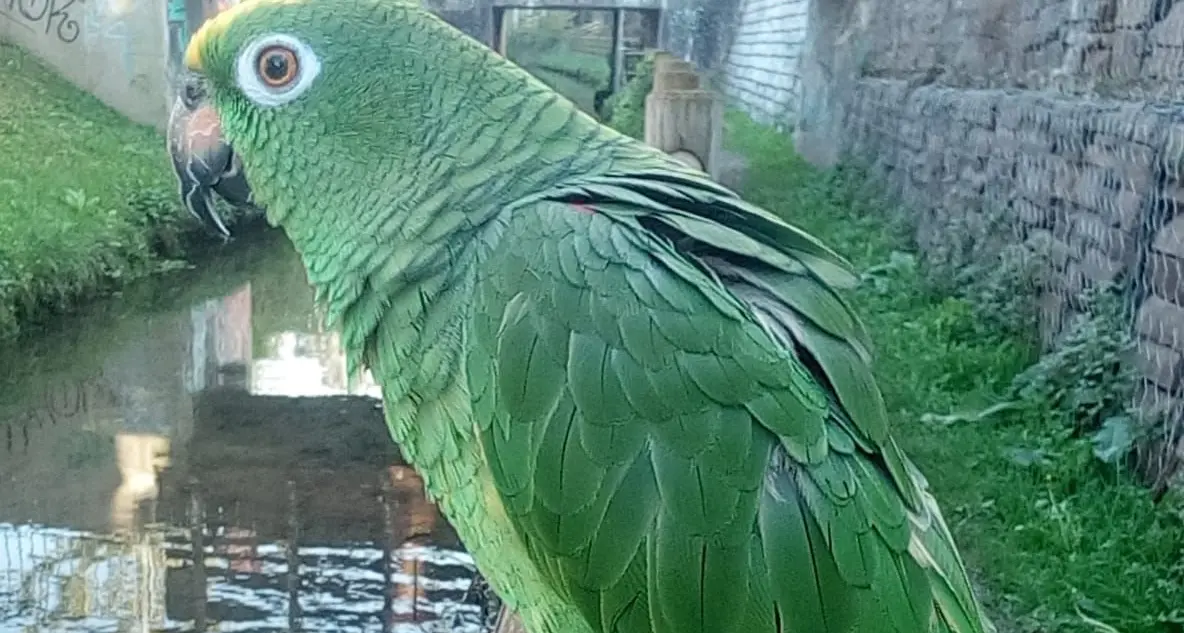Tutta Trento alla ricerca del pappagallo Pablo che è scappato da casa ai Solteri: «Non provate a catturarlo»