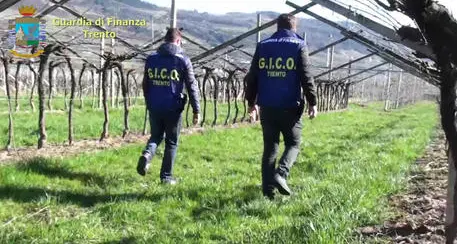 Presunti tentativi di infiltrazione mafiosa nell'economia trentina , cadono le accuse nei confronti del Gruppo Mezzacorona