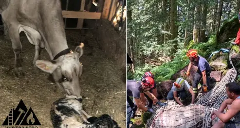 La mucca incinta, salvata nel dirupo nel bosco, ha partorito: mamma e vitellino stanno bene
